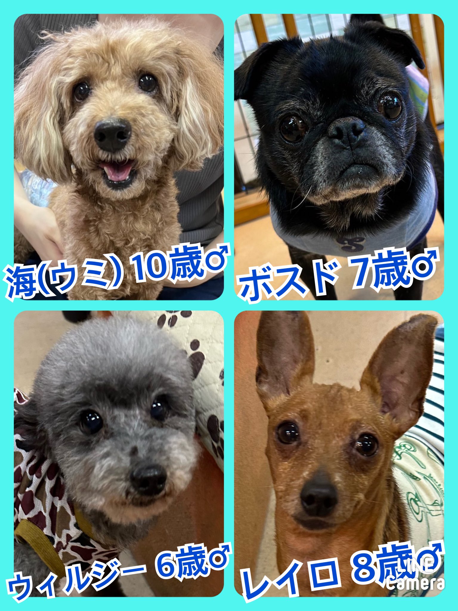 🐾今日の里親様募集中ワンコ🐶メンバーです🐾2023,9,24【保護犬カフェ天神橋店】